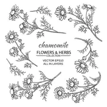 Chamomile vector set Stock Illustration