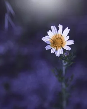 Chamomile on a violet background Stock Photos