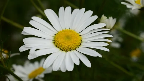 Chamomile in vivo close-up Stock Footage 143259027