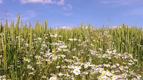 Chamomile on a wheat field. Stock Footage 34410672