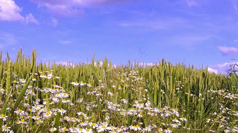 Chamomile on a wheat field. Vídeo Stock 34719299