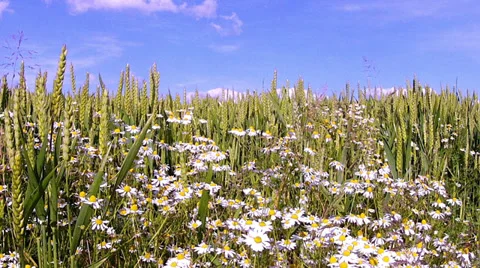 Chamomile on a wheat field. Stock Footage 35751742