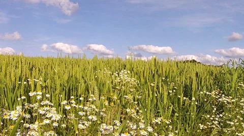 Chamomile on a wheat field. Video stock 46958118