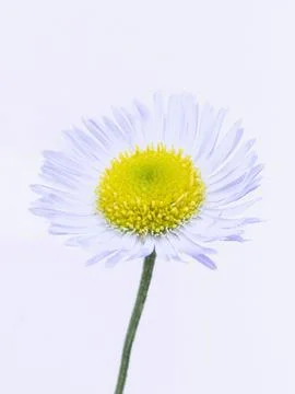 Chamomile on a white background. Stock Photos