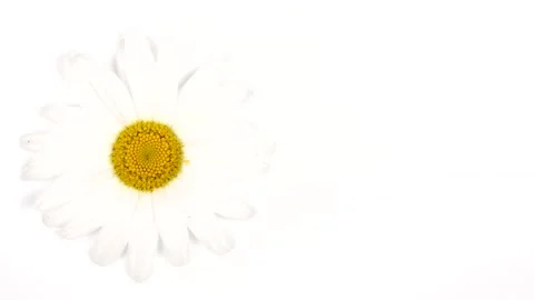 Chamomile on a white background is shifted to the left. Free space on the right. Stock Footage 159976254