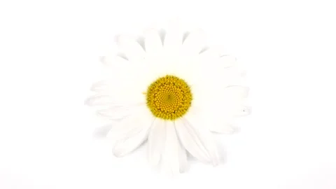 Chamomile on a white background. Top view. Loop motion. Stock Footage 159975319
