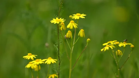 Chamomile, white daisies close up. Concept: nature, flowers, spring, biology Stock Footage 264110234