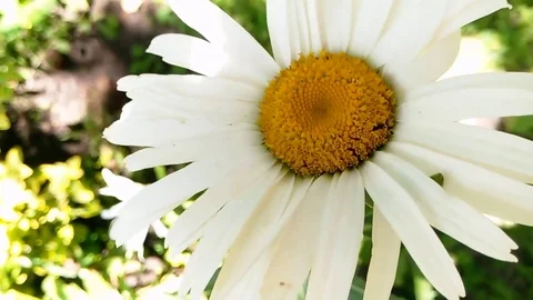 Chamomile in the wind Stock Footage 80528015