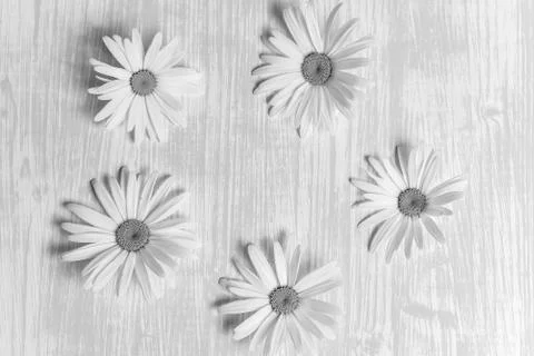 Chamomile on a wooden table Stock Photos