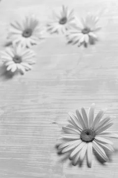 Chamomile on a wooden table Stock Photos