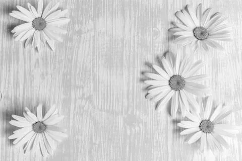 Chamomile on a wooden table Stock Photos