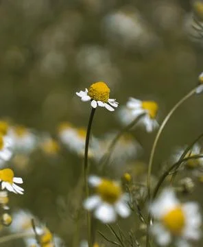 Chamomile/daisy field Stock Photos
