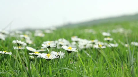 Chamomile,daisy Stock Footage 27894870