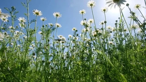 Chamomiles against the blue sky Stock Footage 82035395