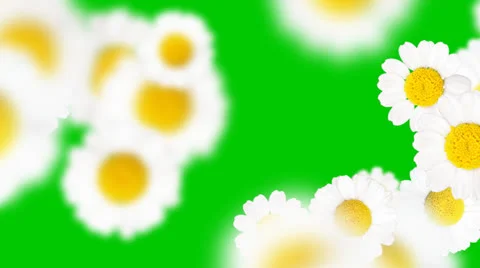 Chamomiles with Alpha Channel-HD 스톡 동영상 25287363
