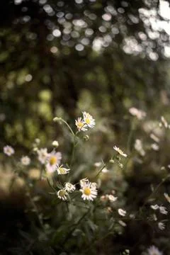 Chamomiles and green grass in the forest, close up. Фото
