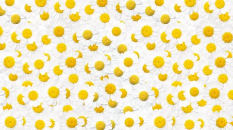 Chamomiles animated background Stock Footage 25280387
