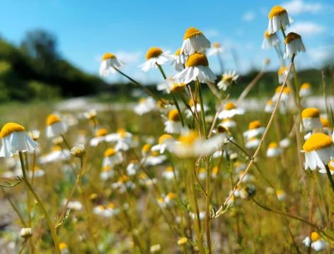 Chamomiles on a background of the blue sky Stock Photos