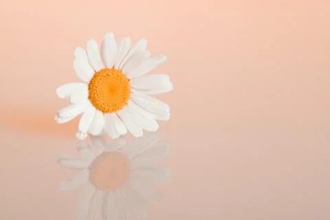 Chamomiles on the background Stock Photos