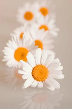 Chamomiles on the background Stock Photos