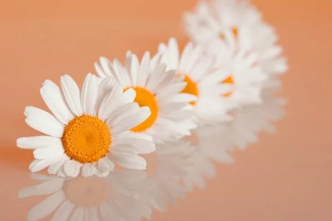 Chamomiles on the background Stock Photos