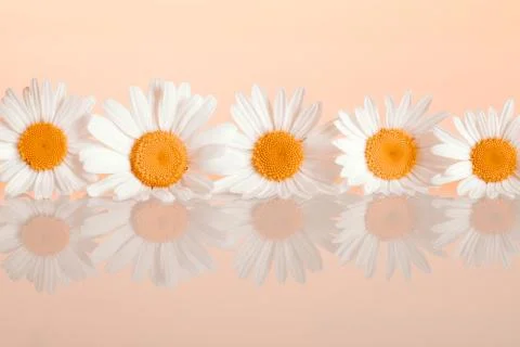 Chamomiles on the background Stock Photos