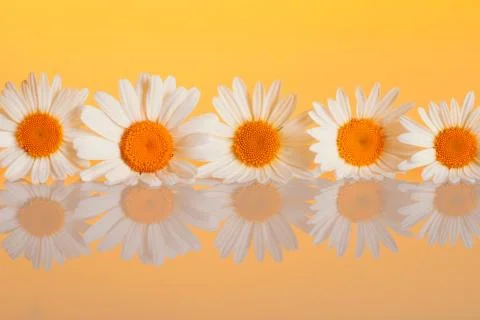 Chamomiles on the background Stock Photos