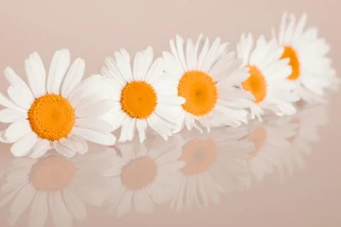 Chamomiles on the background Stock Photos