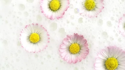 Chamomiles in bathroom with foam bubbles, aromatherapy. Flowers in soap suds Stock Footage 272477404