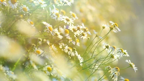 Chamomiles. Beautiful spring nature scene with blooming medical chamomille Stock Footage 86484366
