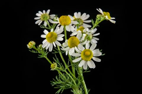 Chamomiles on a black background Stock Photos