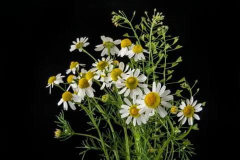 Chamomiles on a black background Foto stock
