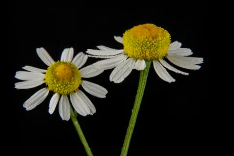 Chamomiles on a black background Stock Photos
