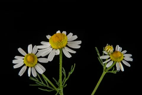 Chamomiles on a black background Stock Photos