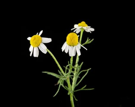 Chamomiles on a black background Stock Photos