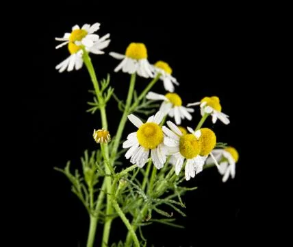 Chamomiles on a black background Stock Photos