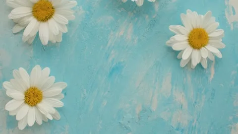 Chamomiles on a blue background Stock Footage 136931722