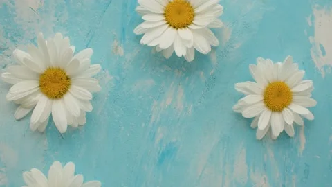 Chamomiles on a blue background Stock Footage 136932226