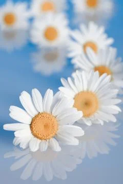 Chamomiles on the blue background Stock Photos