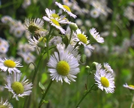Chamomiles in the breeze Stock Footage 128146
