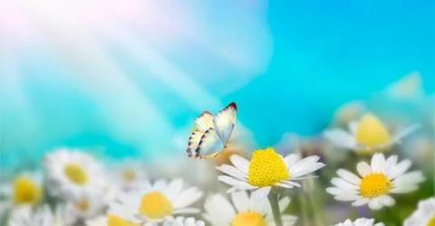 Chamomiles daisies macro in summer spring field on background blue sky with s Stock Photos