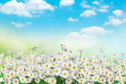 Chamomiles daisies macro in summer spring field on background blue sky with s Stock Photos