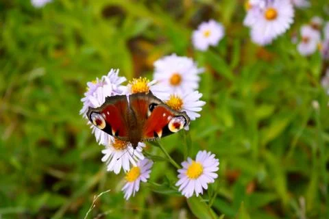 Chamomiles daisies macro in summer spring field and beautiful butterfly Stock Photos