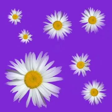 Chamomiles of different sizes Stock Photos