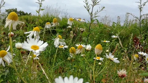 Chamomiles in the evening on a cloudy day Stock Footage 113473026