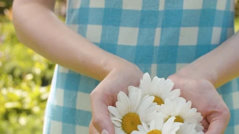 Chamomiles in female hands Stock Footage 137839800