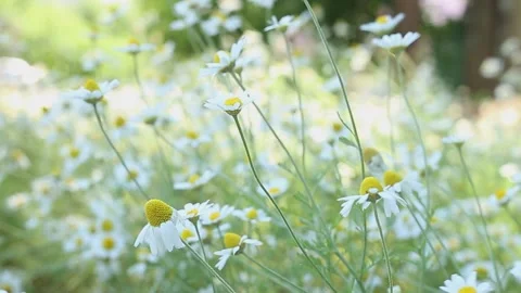 Chamomiles in the field are developing in the wind Stock Footage 157216580