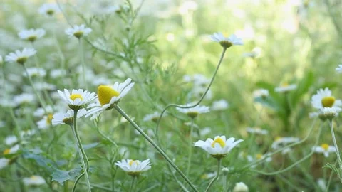 Chamomiles in the field are developing in the wind Stock Footage 157217007