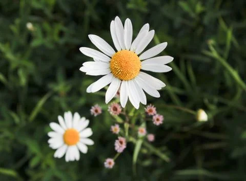 Chamomile's flower Stock Photos