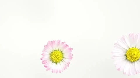 Chamomiles flowers floating on water surface. Design for advertising cosmet.. Stock Footage 272477791